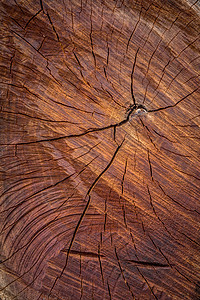 木木纹理木头树桩树干日志木材圆形棕色戒指材料圆圈图片