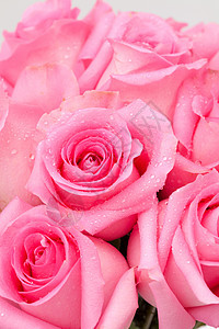 粉红玫瑰花美丽植物群花束叶子工作室小路花朵礼物生活圆圈图片