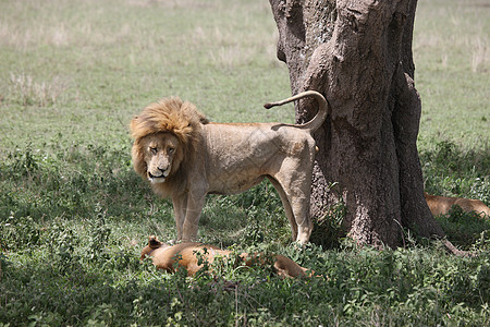一对狮子 野生危险哺乳动物 非洲草原肯尼亚图片