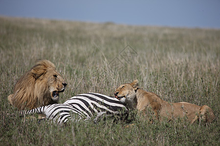 一对一对狮子吃斑马野生野生动物 危险的哺乳动物非洲草原肯尼亚大草原头发荒野国王力量国家男性猫科动物公园食肉图片