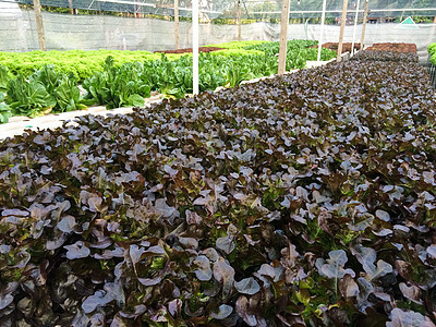 有机红橡树沙拉生长饮食植物场地红色绿色食物花园农场背景图片