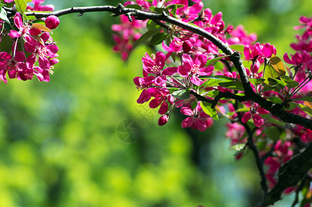 中国开花蟹头 野生苹果花植物环境季节生长芳香树叶果园花瓣植物学园艺图片