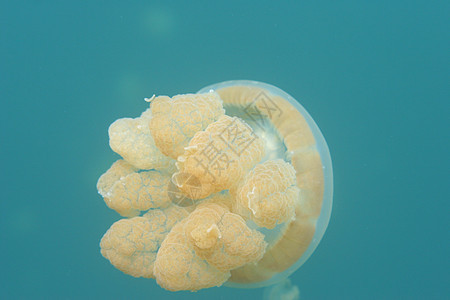 水下水母美杜莎海洋学触手蓝色生物水族馆生活野生动物热带海洋游泳图片