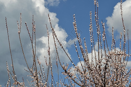 樱花树下杏花花颜色蓝色香味花瓣喜悦季节蜜蜂天蓝色花朵背景