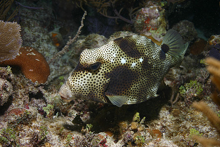 古巴水下珊瑚生物海洋活力荒野游泳红色盐水热带生活水族馆潜水图片