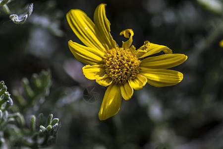 黄花团体花朵花瓣花冠脆弱性构象末端园艺个性季节图片