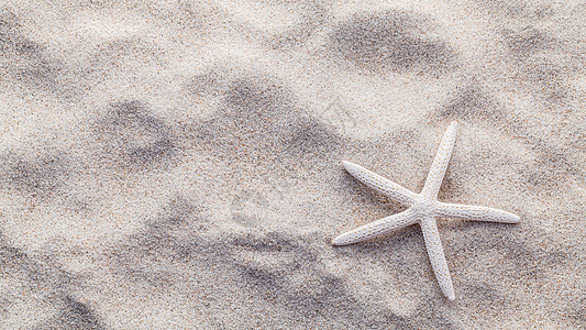 海贝壳 海星和螃蟹在海滩沙子的夏天和 beac晴天支撑热带海星星星旅行阳光海景异国海岸线图片