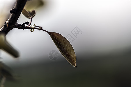 绿叶叶花园甜蜜园艺植物末端树木光合作用脆弱性季节生活图片