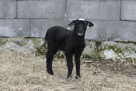 羔羊砖墙家畜黑色白色石头黑头羊肉孩子农场灰色图片