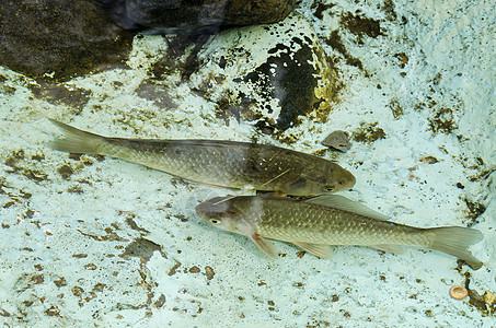 水族馆或户外小湖湖中活鱼厨房尾巴动画蓝色食物眼睛钓鱼石头银行淡水图片