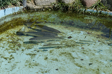 水族馆或户外小湖湖中活鱼居住淡水动画食物石头厨房尾巴眼睛蓝色钓鱼图片