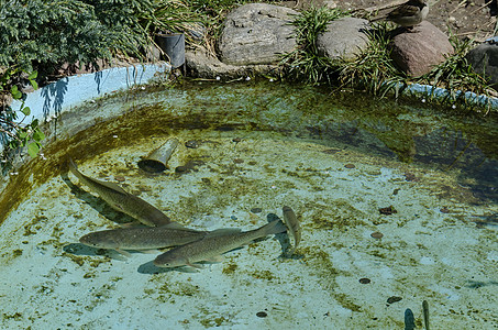 水族馆或户外小湖湖中活鱼石头厨房动画钓鱼蓝色尾巴食物眼睛淡水居住图片