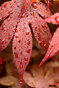 红枫叶上的水滴生态飞沫环境植物群宏观液体植物叶子雨滴墙纸图片