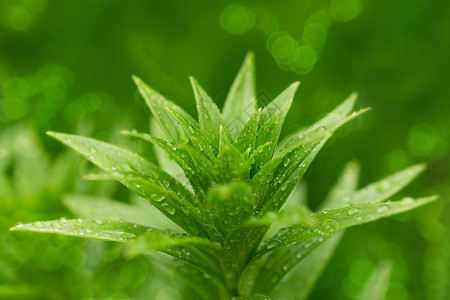 绿色植物叶子上的水滴液体墙纸宏观雨滴植物飞沫气泡环境生态植物群图片