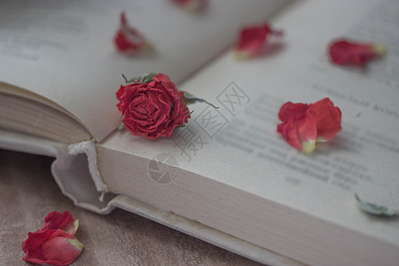 干玫瑰和开放书植物衰变花瓣桌子纪念日古董调子周年浪漫诗歌图片