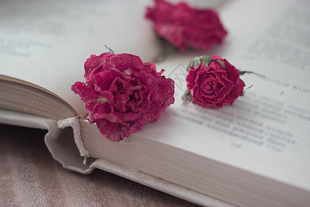 干玫瑰和开放书衰变桌子植物古董浪漫宏观花瓣调子笔记周年图片