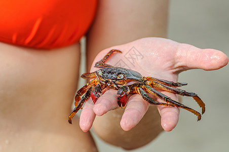 螃蟹在女孩的手中 在海滩上的女孩手上野生动物照片钓鱼蓝色烹饪储备甲壳荒野公园热带图片