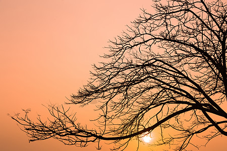 日出时没有叶子的树木戏剧性黄色天空树叶阳光季节太阳金子橙子天气图片