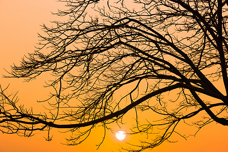 日出时没有叶子的树木季节黄色戏剧性橙子树叶天空太阳天气阳光金子图片
