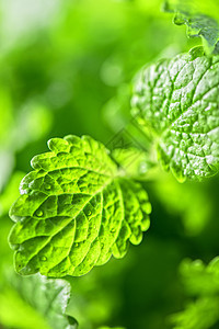 绿色新鲜美莉莎植物学植被芳香味道叶子花园草本植物宏观小枝香料图片