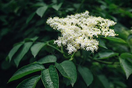 茂盛的老植树图片