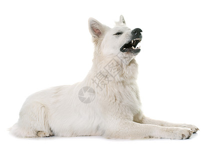 愤怒的白色瑞士牧羊犬图片