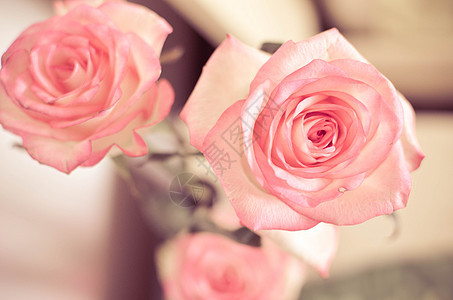 桌上的粉红玫瑰花花园纪念日周年植物群园艺花瓣礼物花束艺术婚礼图片