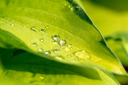 绿色植物叶子上的水滴环境液体气泡植物雨滴墙纸植物群飞沫宏观生态图片