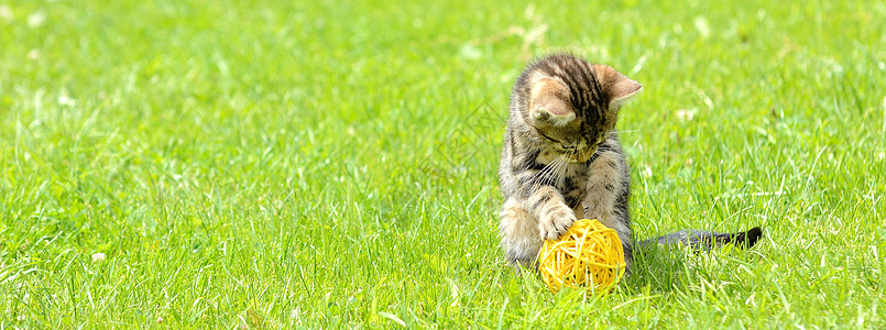 小可爱小猫猫咪猫科黄色虎斑动物宠物花园线索条纹灰色图片