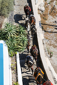 圣多里尼Donkey Ride蜜月农场马具爬坡旅行火山口旅游运输建筑学驴子图片