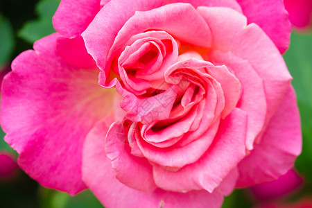 美丽的背景与鲜花玫瑰纹理生日花瓣团体婚礼卡片花束生长边界奶油图片