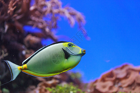 Naso 唐鱼蓝色海水环境荒野橙子游泳概念热带水族馆海洋图片