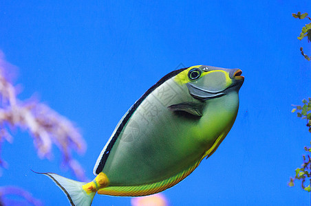 纳索纳松游泳潜水海洋蓝色暴跌生物学野生动物动物海水盐水图片