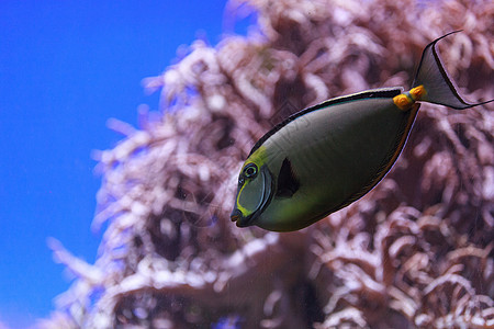 纳索纳松野生动物概念生物学动物海水海洋独角兽环境盐水荒野图片