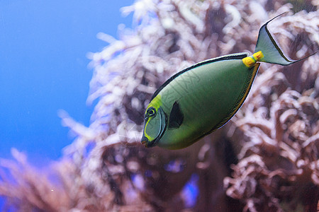 纳索纳松植被海洋水族馆热带暴跌蓝色环境鼻索游泳橙子图片