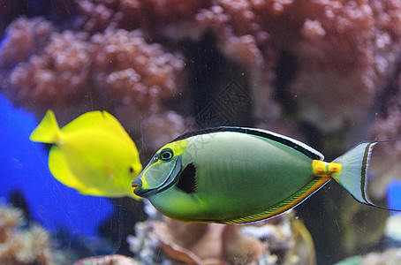 纳索纳松生物学荒野盐水水族馆环境海洋独角兽鼻索动物概念图片