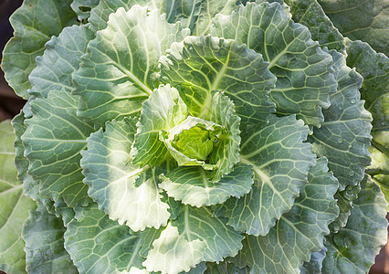 花园中的青绿色菜菜菜营养叶子菜花植物收成生产生长农场培育蔬菜图片