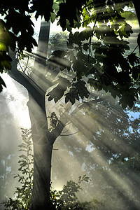 森林中的太阳光束叶子射线木头绿色公园阳光极光魔法森林图片