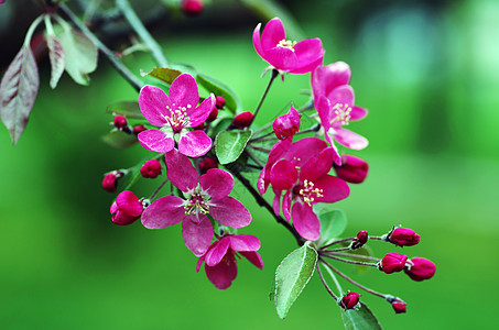中国开花蟹头 野生苹果花果园芳香生长花瓣季节治疗环境植物学植物树叶图片