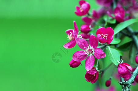 中国开花蟹头 野生苹果花花瓣季节生长环境园艺植物螃蟹果园芳香治疗图片