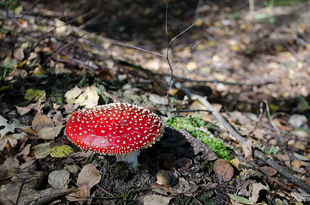 阿曼塔白色晴天阴影斑点苔藓地面菌盖木头菌丝体树叶图片