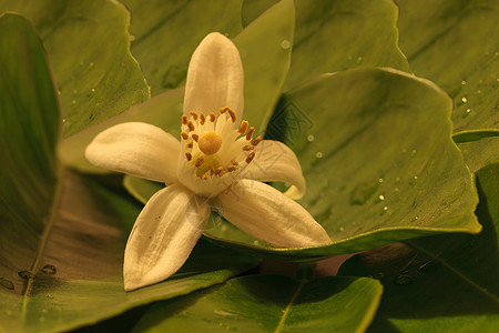 白香橙花绿色香味香水芳香橙花水果图片