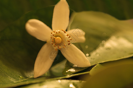 白香橙花香水芳香橙花水果香味绿色图片