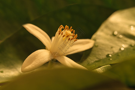 白香橙花绿色芳香香味水果香水橙花图片