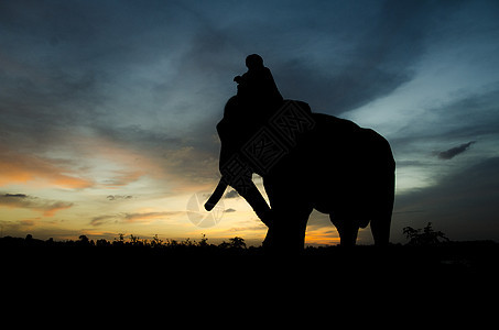 Mahout和大象朋友反射动物娱乐树干太阳冒险假期天空讲话图片