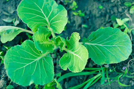 青绿色菜菜草菜花菊苣生长农业花园蔬菜黄瓜泥炭叶子花朵图片