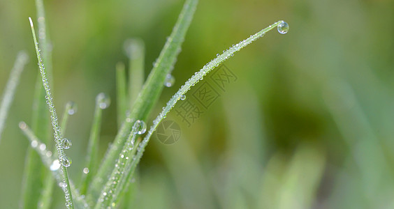带露水的新鲜青草环境宏观天气草地生活水滴气泡叶子绿色液体图片