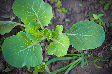 青绿色菜菜草黄瓜菊苣生产园艺树叶剪裁菜花花园叶子幼苗图片