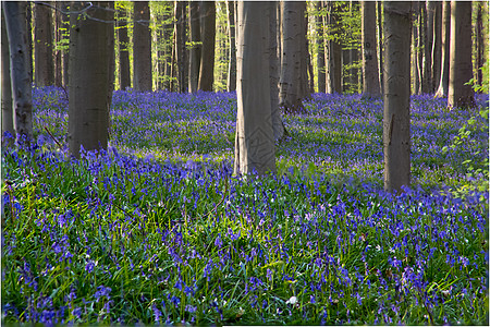 蓝铃花花野花季节森林蓝色地毯天堂农村紫色木头植物图片