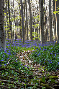 蓝铃花花地毯季节紫色叶子天堂农村野花森林蓝色植物图片